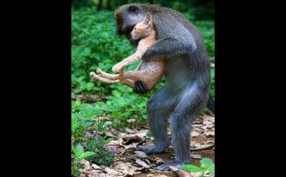 Monyet Gendong Kucing di Bali Jadi Berita Dunia (Plus Foto 