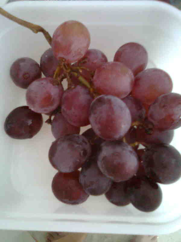 While you on earth.. yummy grapes from Taiwan