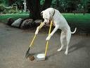 Cleaning Service We Love Pets Too