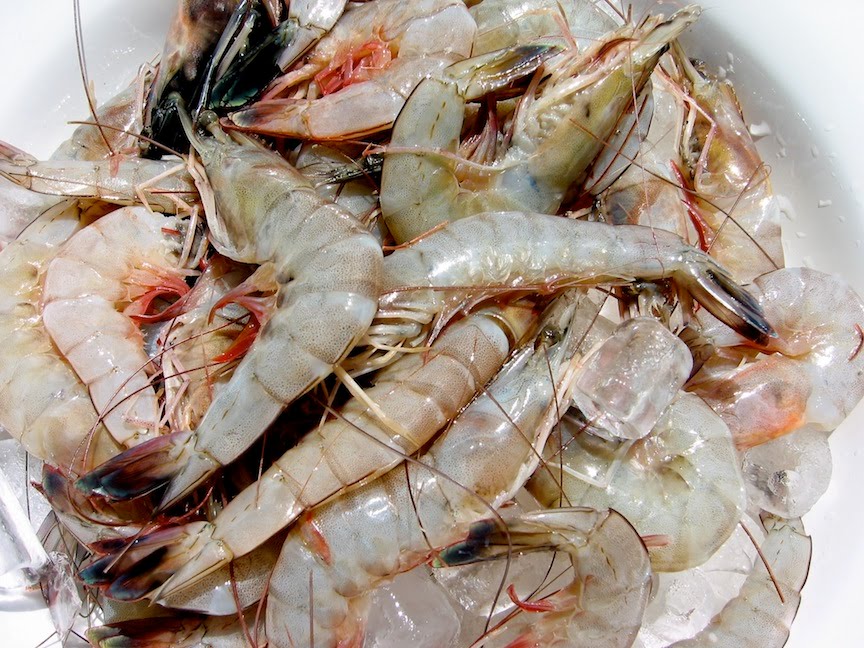 Danielaphant: Gulf Coast Shrimp (1)