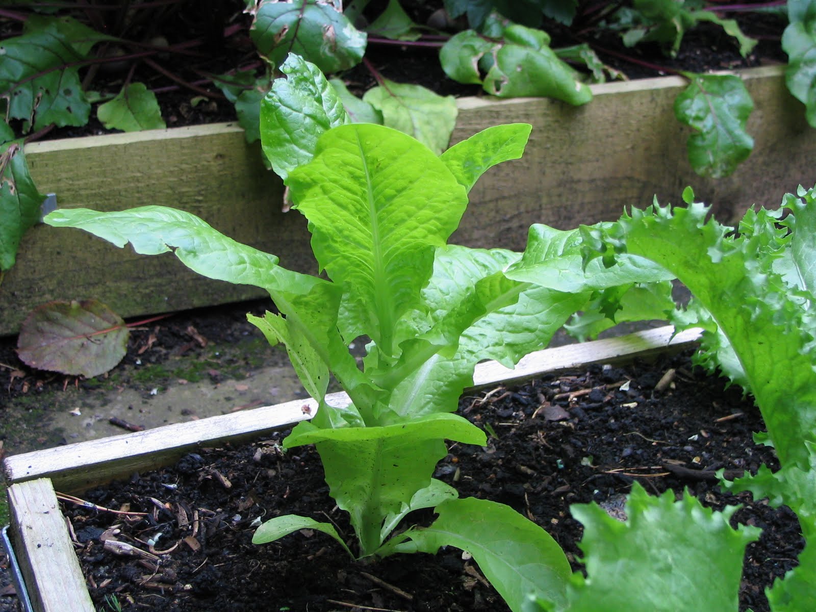 Mark's Veg Plot A Bolt from the Blue