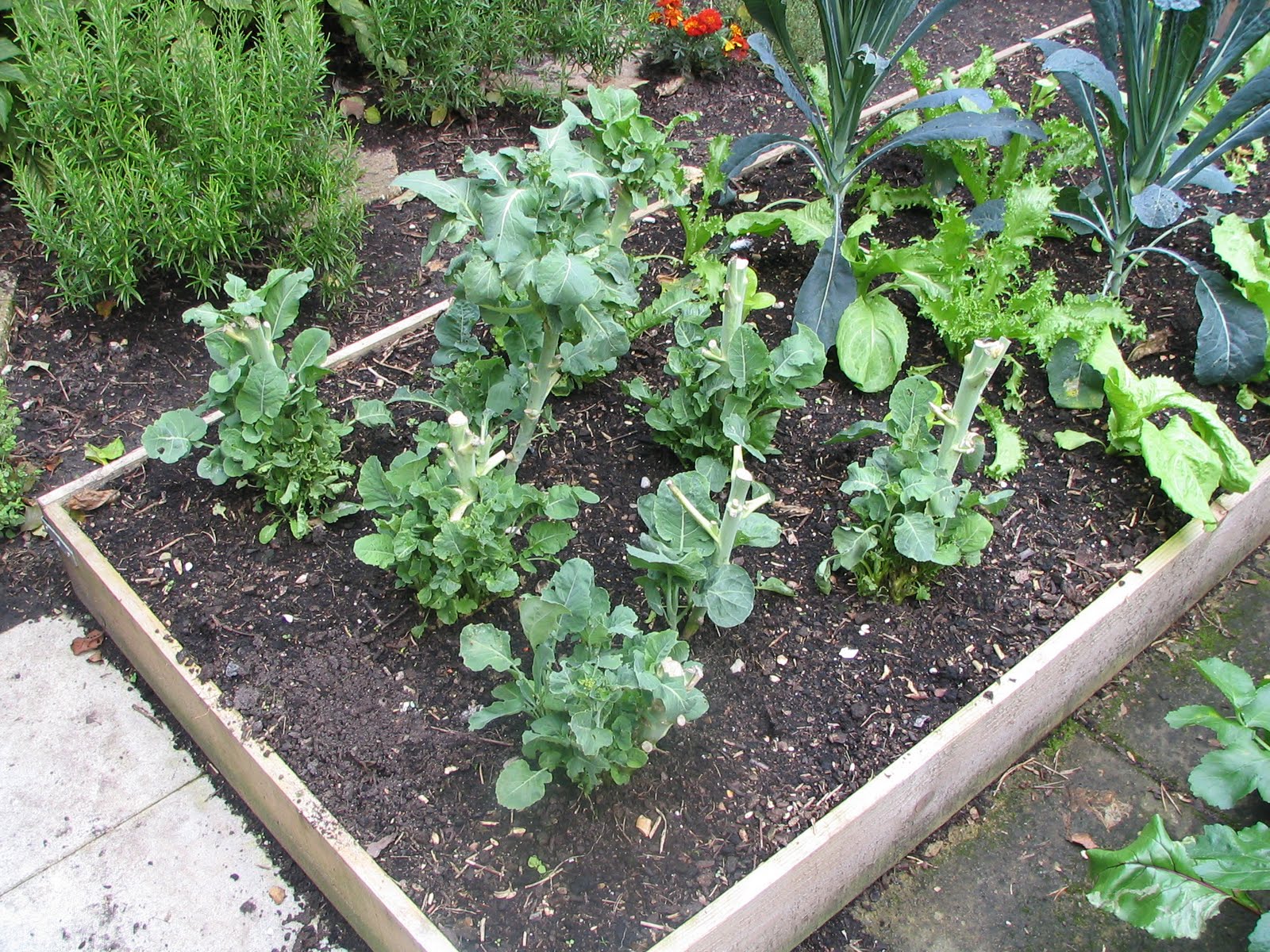 Mark's Veg Plot Tenderstem Broccoli the wonder vegetable