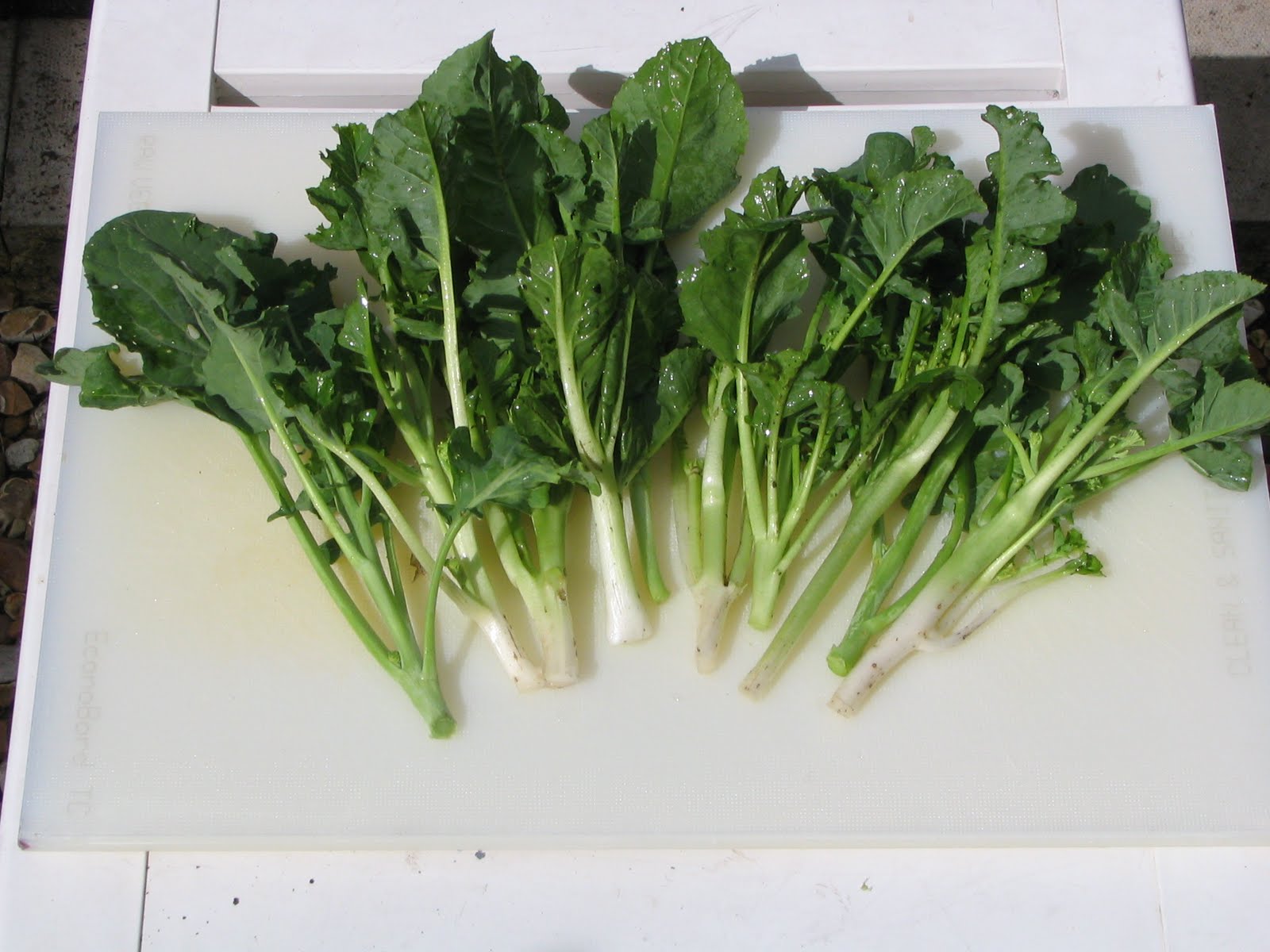 Mark's Veg Plot Tenderstem Broccoli the wonder vegetable