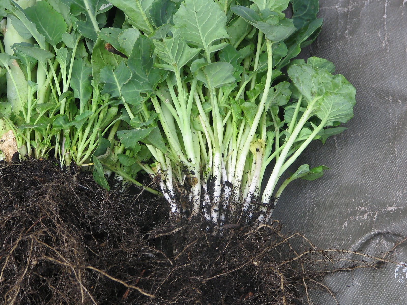 Mark's Veg Plot Tenderstem Broccoli the wonder vegetable