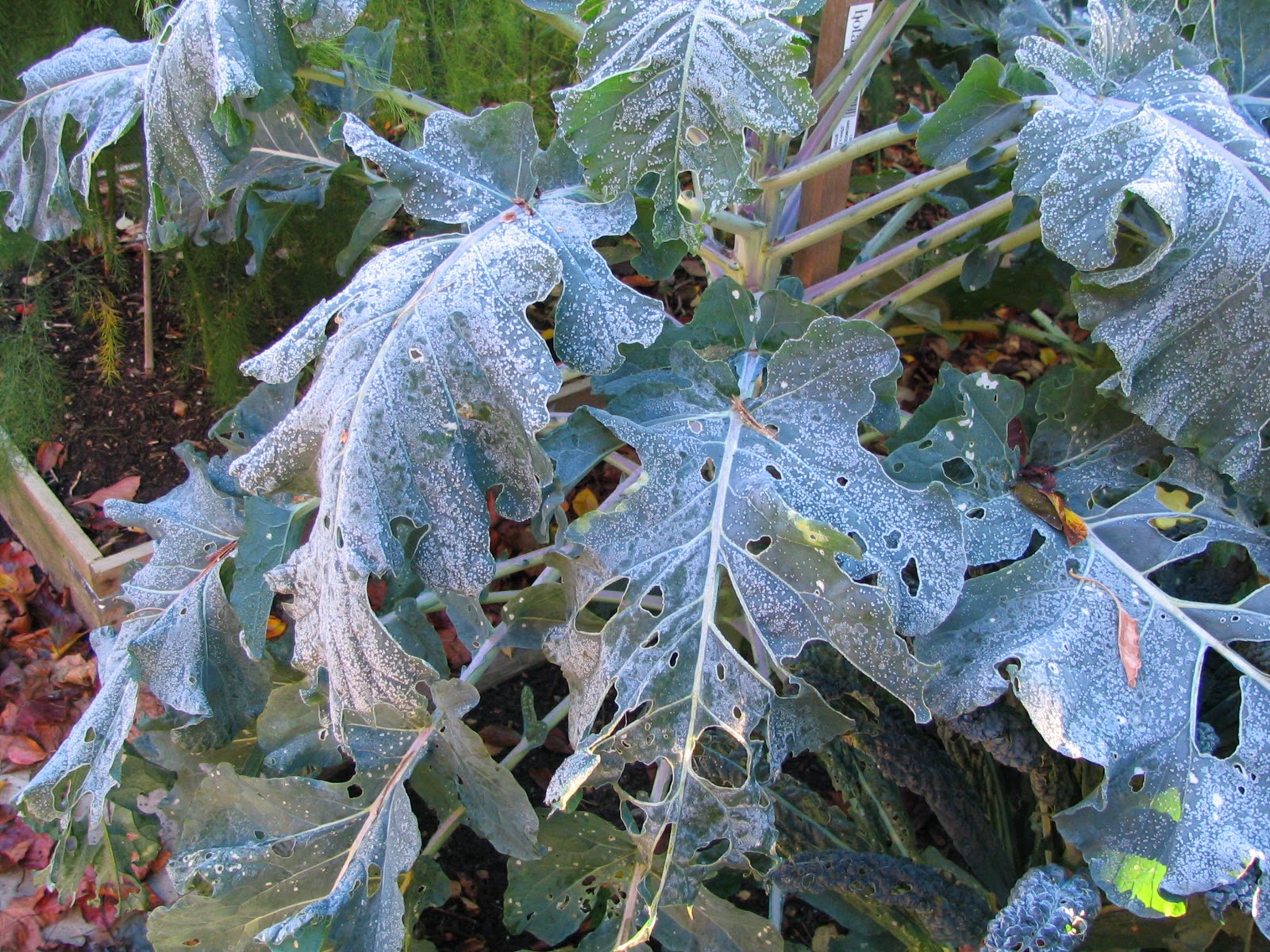 Mark's Veg Plot The first frost