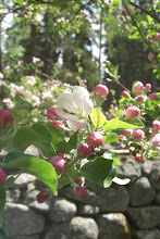 Äppelblommor