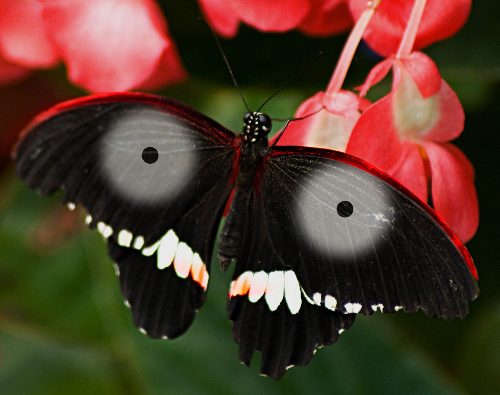 Jay Jagannath Rare Jagannath Butterfly Jay Jagannath Rare Jagannath Butterfly