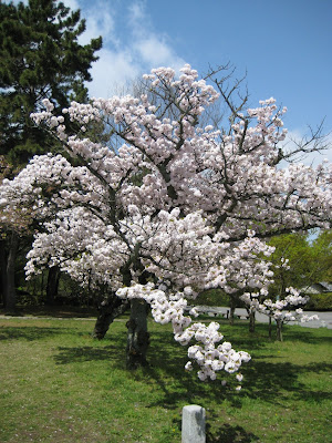 Tete & Tim do Japan: Cherry blossom at last!
