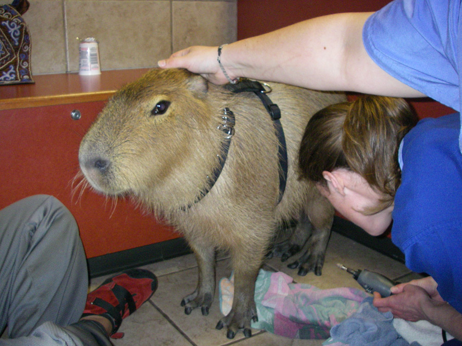 [2009_02_13_05_sCaplinVet.jpg]