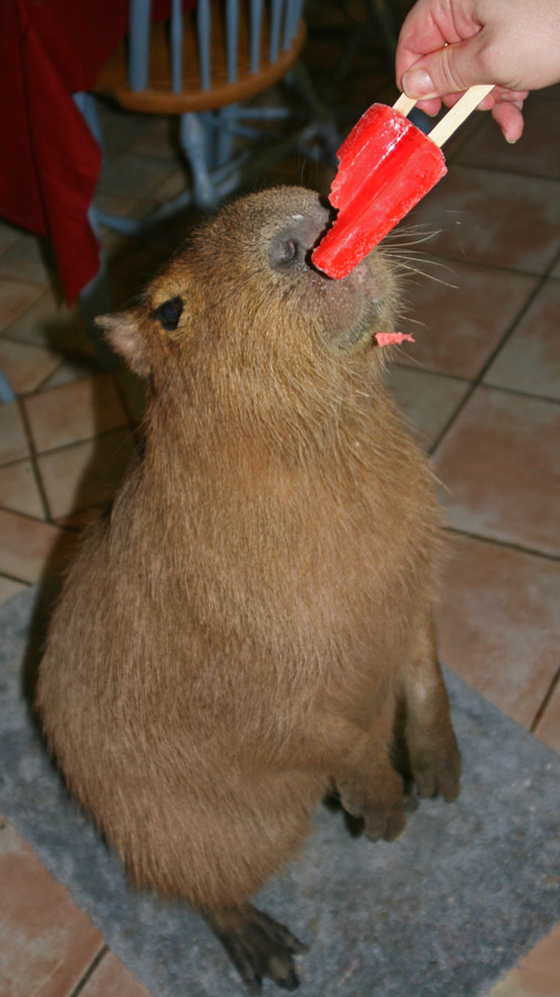 [2009_02_25_01_sCaplinPopsicle.jpg]