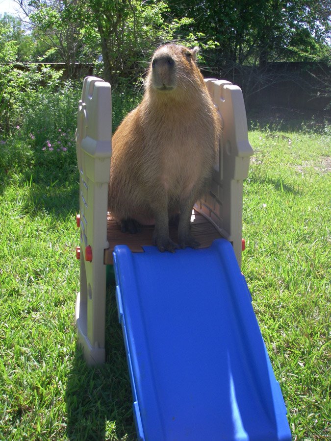 [2009_04_19_03_sCaplinSlide.jpg]