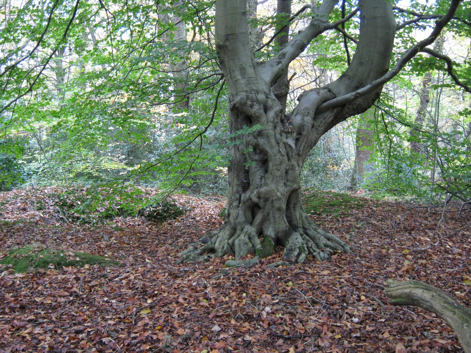 circle-of-the-year-the-shepherd-s-calendar-september