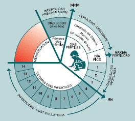 Calendario de dias fertiles e infertiles de la mujer