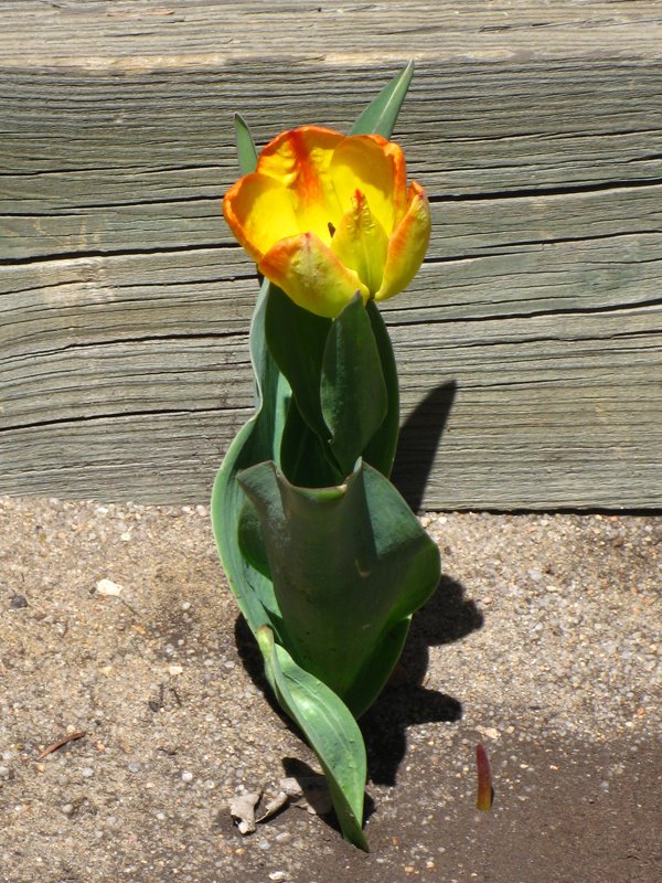 [small_04-25-09_tulip.jpg]