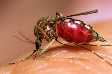 Viernes 13 al mediodía "Día de terror para los mosquitos"