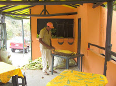 Via Turgua Moisés desgrana el oro en cada mazorca de maíz dulce para hacer sabrosas cachapas