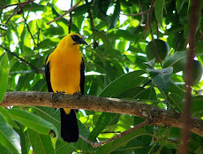 Turgua en el Hatillo, ofrece un territorio magnífico para el avistamiento de 91 especies pájaros