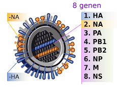 Casos de influenza AH1N1 llegan a 117