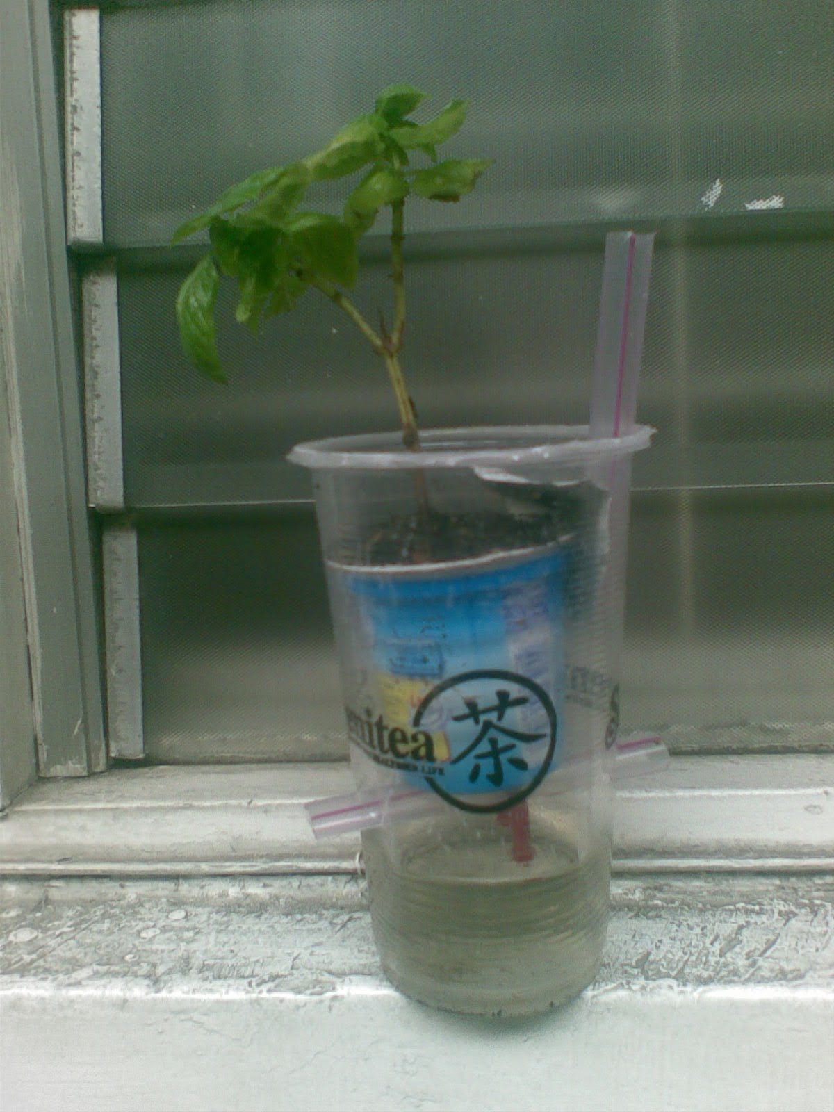 Mental Notes Sweet Basil Wick Watering Setup