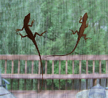 The twin lizards