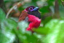 Diard's Trogon_2011