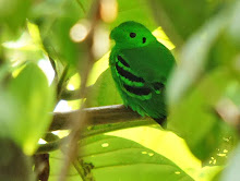 Green Broadbill_2011