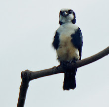 White-fronted Falconet_2011