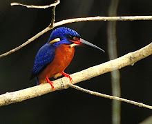 Blue-eared Kingfisher_2011