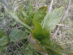 poke salad april 2009 tender plant young