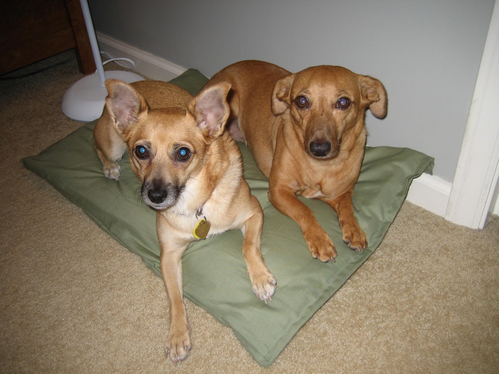 31 diy Tutorial How to make a simple and cute dog bed in 10 minutes