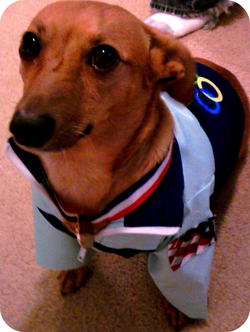 31 diy Dollar Tree Dog Costumes {Tutorial}