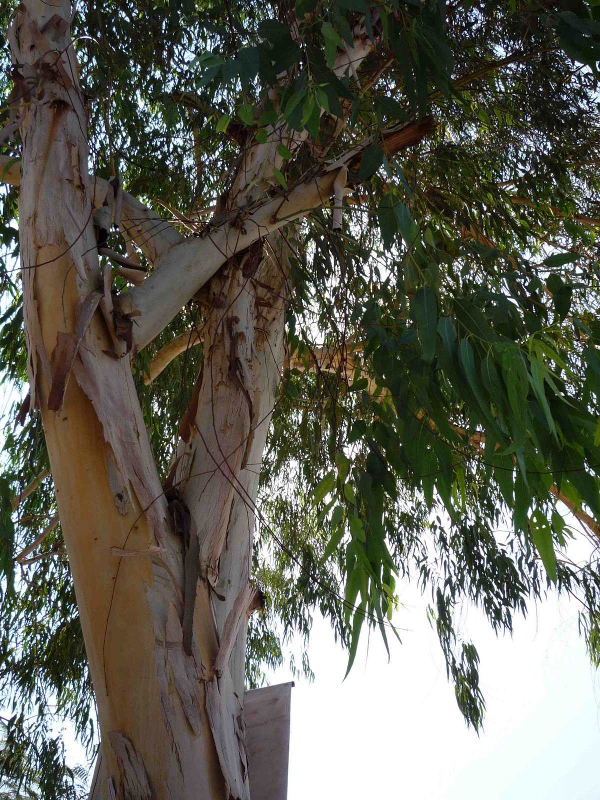 [eucalyptus1.jpg]