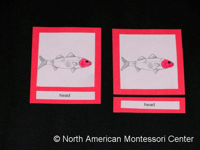 Montessori Nomenclature Cards: How to Create and Use Nomenclature ...