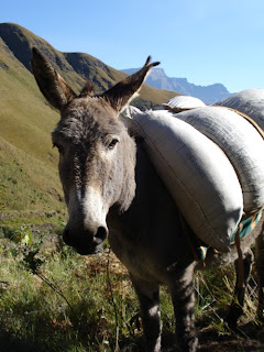 Dagga donkey at the bottom of Mnweni Pass