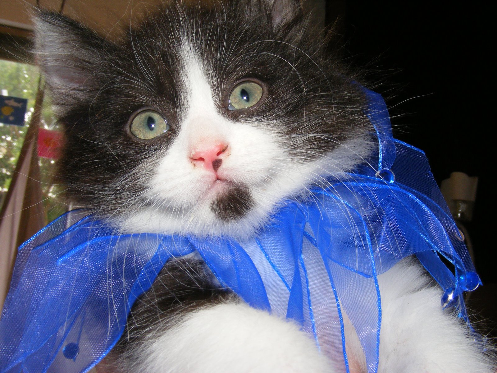 [Cinco+de+Mayo-89.jpg]