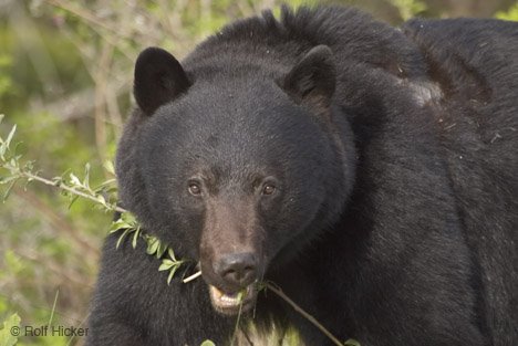 [bear.bmp]