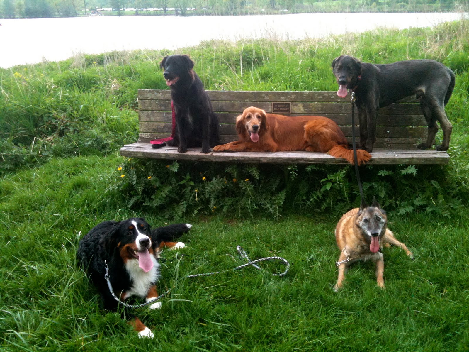 Michael Burkey's Canine Behavioral Training Dog Stretching at Fit Dog