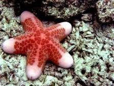 bintang laut (sea star)
