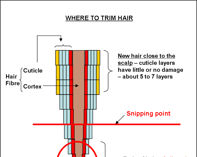 The Natural Haven Trimming How Much And How Often