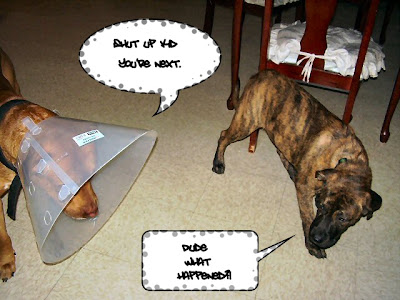 Mia: Shaken Not Stirred