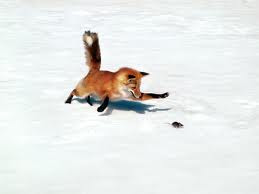 Animal Facts - The average fox weighs 14 pounds.