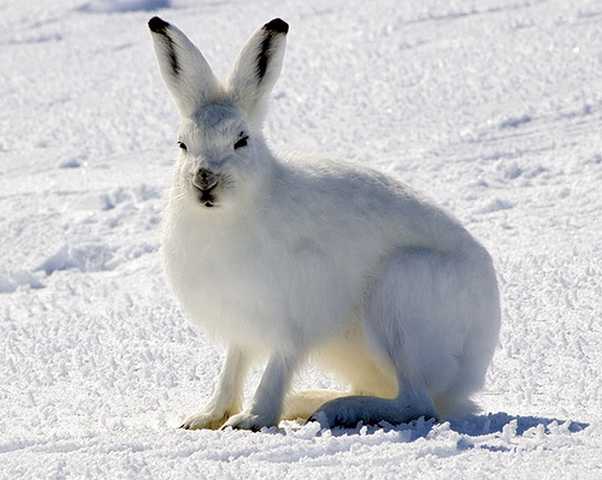 [arctic-hares-.jpg]