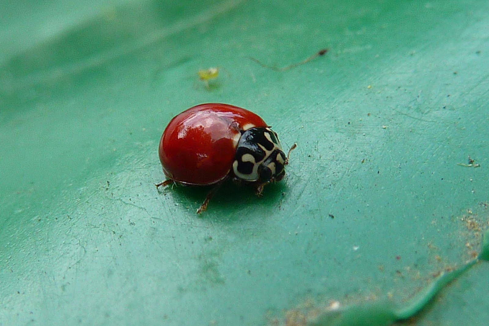 Red Ladybug With No Spots Iwanna Fly 