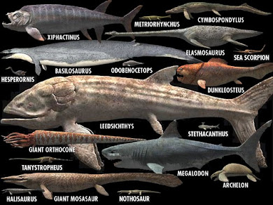 巨齒鯊和其他古代海洋生物的比例