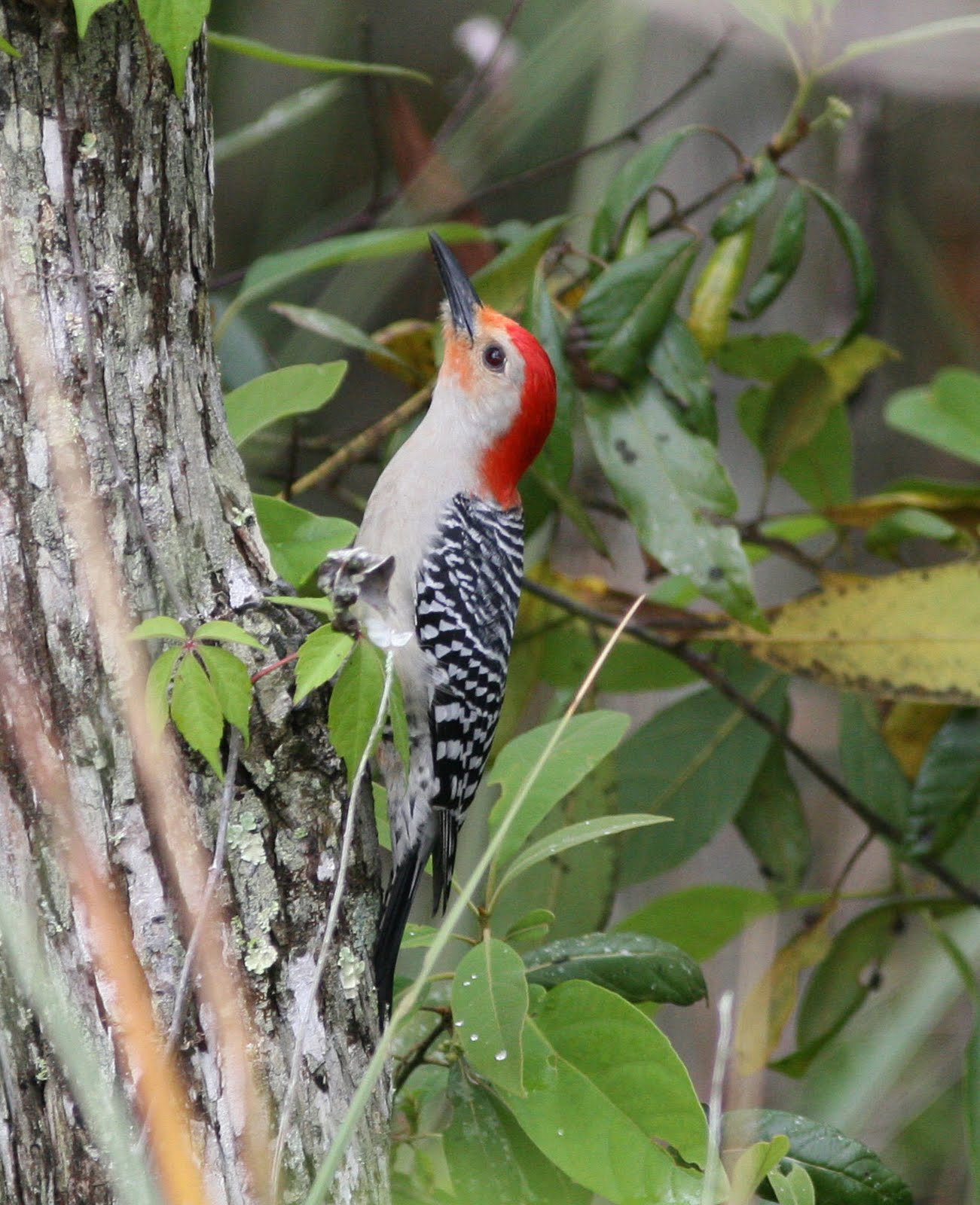 Mark James Pearson: Florida, U.S.A - woodpeckers