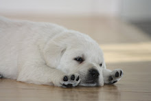 white velvet labradors