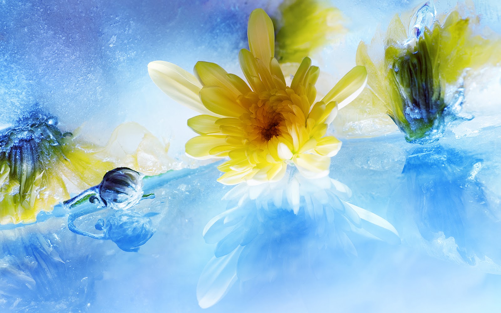The flowers to water every day. Абстрактные цветы вода. Море и цветы на фоне воды абстракция. Картинки со цветами на фоне воды. Фон воды в цветке жизни картинки.