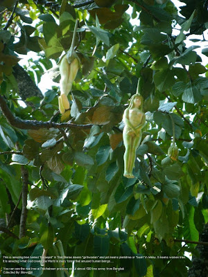 mostofa_dk_1227545619_1-Narepol_Tree__1.jpg