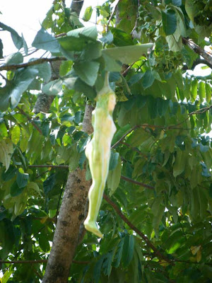 nareepol-tree2.jpg
