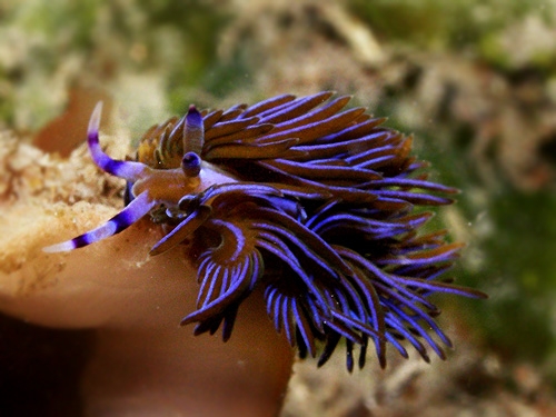 Purple Sea au. Улитка осьминог СЛИЗЕНЬ что лишнее.